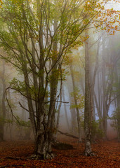 Áboles en la niebla de otoño