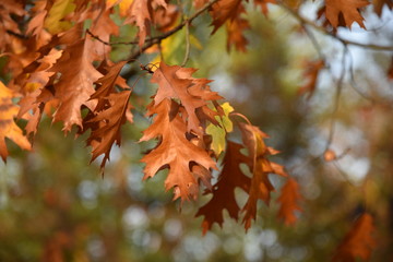 Orange, autumn oak leafs with unfocused background on the sunny day.