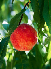 Peaches - large, ripe fruit hanging on a branch among the green foliage, on a blurred background, on a Sunny summer day. 
