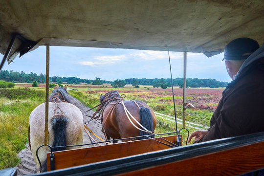 Romantische Kutschfahrt in der L&uuml;neburger Heide, Niedersachsen, Deutschland.