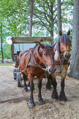 Romantische Kutschfahrt in der Lüneburger Heide, Niedersachsen, Deutschland.