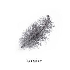 Grey Feather