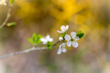 Flores salvajes en reserva ecologica