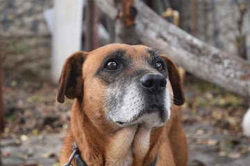 Cute Doggie Beautiful Background For Your Desktop