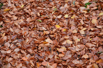 Autumn colorful leafs on the grass in the park.
