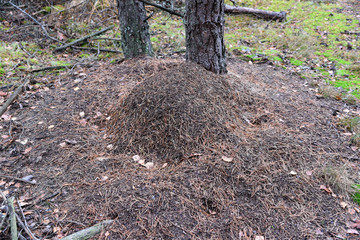 Anthill in autumn forest, Poland. 