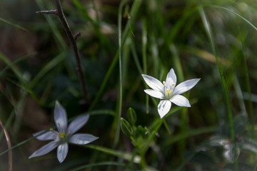 Flores salvajes en reserva ecologica