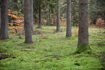 Forest wilderness trees landscape. Forest in Poland, Europe.