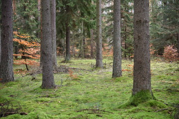 Forest wilderness trees landscape. Forest in Poland, Europe.