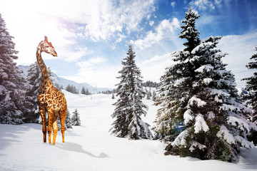 Giraffe stand in cold snow winter mountain forest