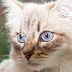 Neva Masquerade Cat, variety of the Siberian cat
