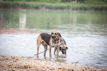 Naklejka premium Cute dog from dogs shelter posing for a photo 