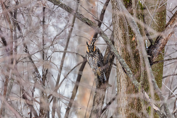 Long eared owl perched resting in deep midwinter, Quebec, Canada.