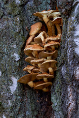 mushrooms on a tree