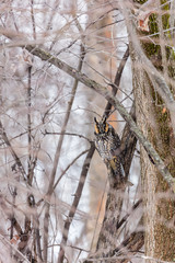 Long eared owl perched resting in deep midwinter, Quebec, Canada.