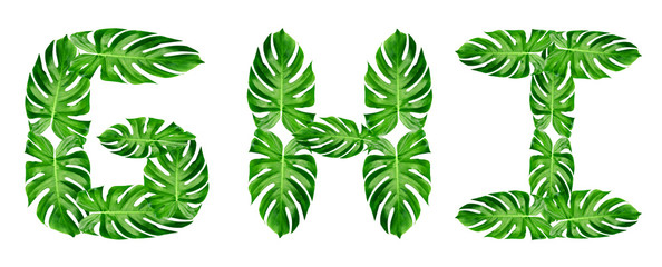 Green leaves pattern,font Alphabet g,h,i  of leaf monstera isolated on white background