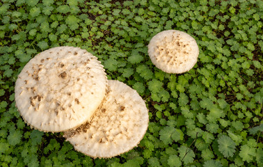 Acrolepiota procera, the parasol mushroom  in the open field