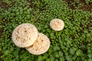 Acrolepiota procera, the parasol mushroom  in the open field