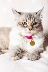 Neva Masquerade Cat, variety of the Siberian cat