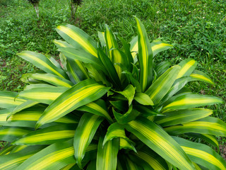 Dracaena Massangeana plant in Thailand