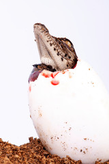 Nile Crocodile, in studio, hatchling, newborn, up close