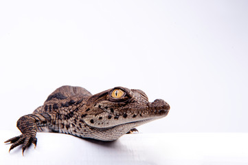 Nile Crocodile, in studio, hatchling, newborn, up close