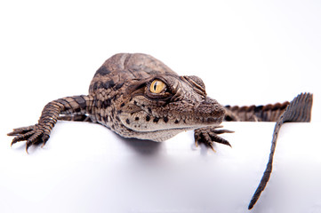 Nile Crocodile, in studio, hatchling, newborn, up close