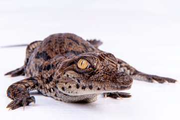 Nile Crocodile, in studio, hatchling, newborn, up close