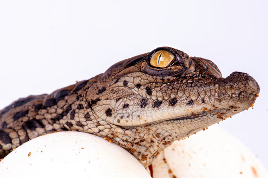 Nile Crocodile, in studio, hatchling, newborn, up close