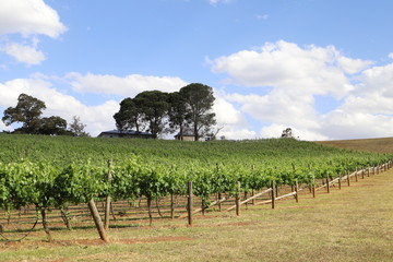 Fototapeta na wymiar Vineyard in Hunter valley, Australia