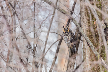 Long eared owl perched resting in deep midwinter, Quebec, Canada.