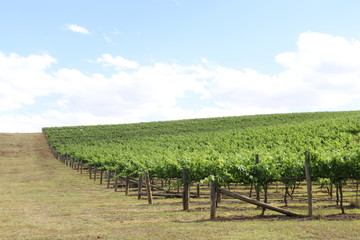 Fototapeta na wymiar vineyad landscape view
