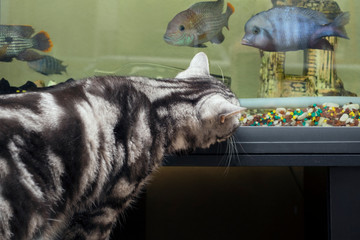 cat hunting fishes in aquarium