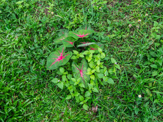 Leaf of a green plant with a red middle