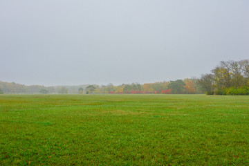 Tree in fog warm autumn morning
