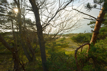 natural reserve landscape with baltic sea and dune on the Darß peninsula in Germany