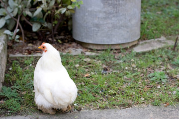 White free range chicken in a garden. Selective focus.