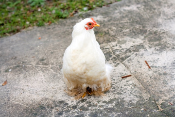 White free range chicken in a garden. Selective focus.