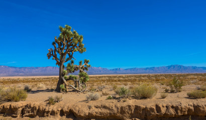 Fototapeta na wymiar oshua Tree National Park, Mojave Desert, California