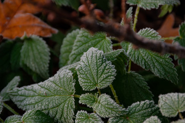 Fototapeta na wymiar morning frost on green leaves