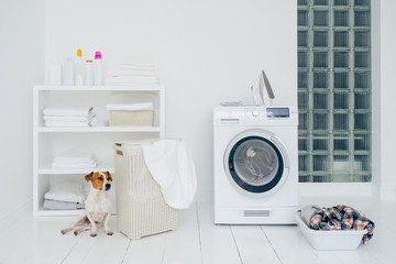 Jack russell terrier in bathroom with mashing machine, basket with laundry, shelf with folded linen and bottles with detergent, white walls.