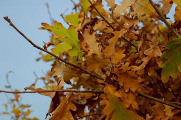 oak leaves against the sky