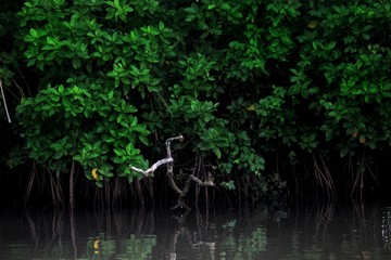 Mangroves