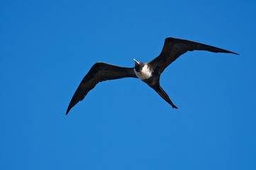Female frigate bird spreading her angular wings in bright blue sky in flight over the Galapagos Islands
