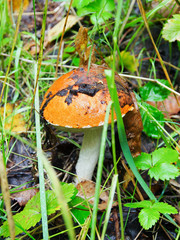 Mushrooms are edible, the Kingdom of nature. Aspen, natural product, trophy 
