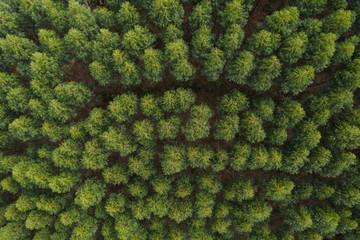 Top view of the woods on the top of the mountain
