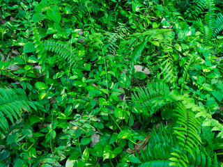 Creeping green plants. Bali.