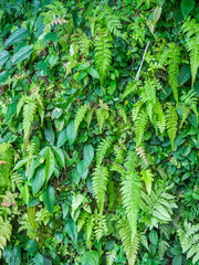 Creeping green plants. Bali.