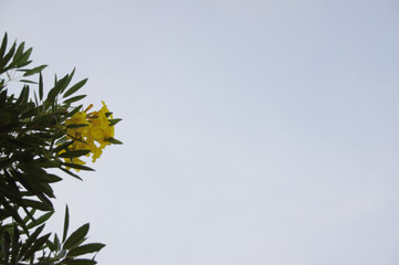 Yellow flower Blue sky, white clouds