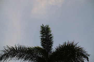 Palm leaves near dusk Blue sky, white clouds
